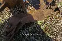 Sin título-7240.webp