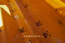 Sin título-7907.webp